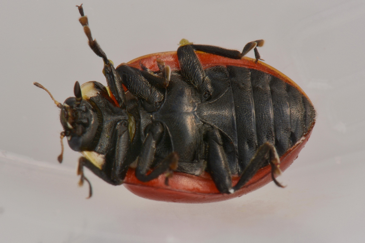 Coccinella quinquepunctata (svernante?) vs Adalia bipunctata